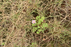 Oxalis obliquifolia