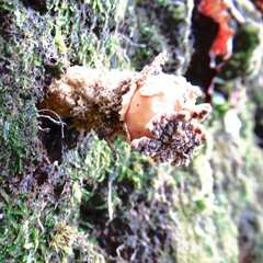 Calostoma