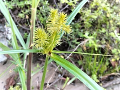 Cyperus congestus
