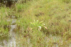 Crinum bulbispermum