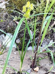Cyperus congestus