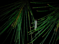 Palaeosia bicosta