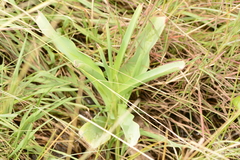 Crinum bulbispermum
