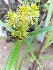 Cyperus congestus