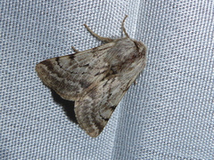 Lycia florentina