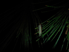 Palaeosia bicosta