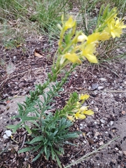Oenothera clelandii