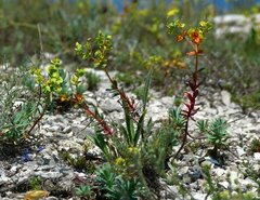 Euphorbia petrophila