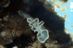 Glossodoris buko