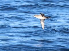 Puffinus mauretanicus