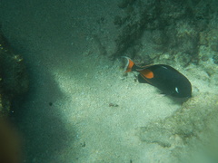 Acanthurus achilles