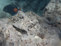 Acanthurus achilles