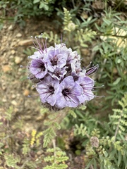 Phacelia hubbyi