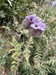 Phacelia hubbyi