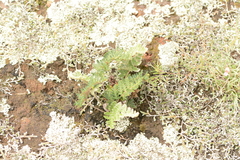 Cheilanthes eckloniana