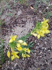 Oenothera clelandii