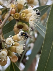 Leioproctus irroratus