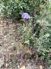 Phacelia hubbyi