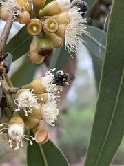 Leioproctus irroratus