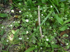 Androsace umbellata