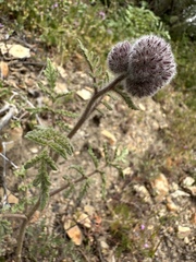 Phacelia hubbyi