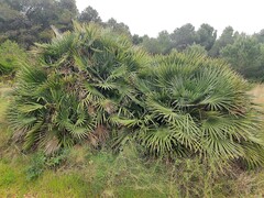 Chamaerops humilis