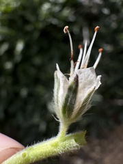 Phacelia egena