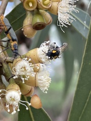 Leioproctus irroratus
