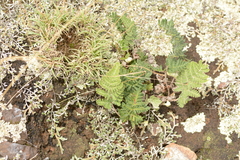 Cheilanthes eckloniana