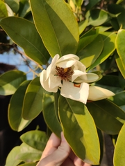 Magnolia maudiae