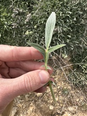 Phacelia egena