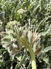 Phacelia egena