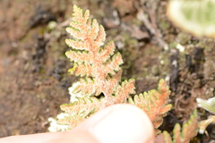 Cheilanthes eckloniana