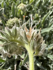 Phacelia egena