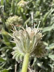 Phacelia egena