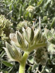 Phacelia egena