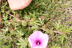 Ipomoea oenotherae