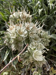 Phacelia egena