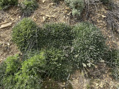 Phacelia egena