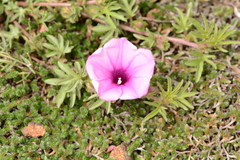 Ipomoea oenotherae