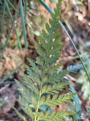 Asplenium onopteris
