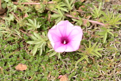 Ipomoea oenotherae