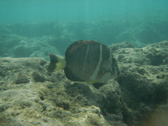Acanthurus guttatus