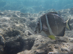 Acanthurus guttatus