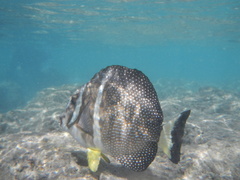 Acanthurus guttatus