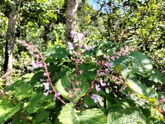 Plectranthus fruticosus