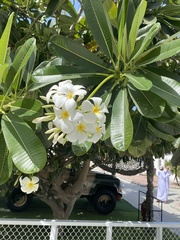 Plumeria