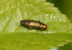 Agrilus cuprescens