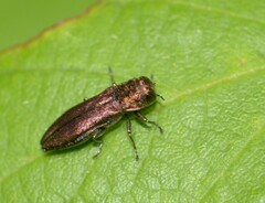 Agrilus cuprescens