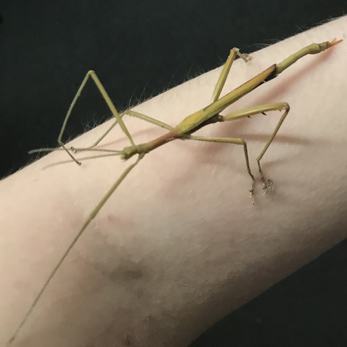 Spur Legged Phasmid photo 4